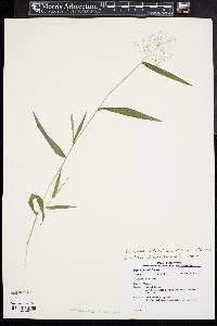 Dichanthelium dichotomum subsp. microcarpon image