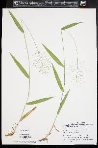 Dichanthelium boreale image