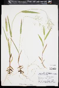 Dichanthelium boreale image