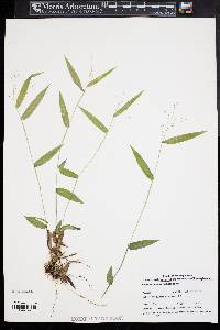 Dichanthelium commutatum subsp. ashei image