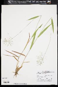 Dichanthelium boreale image