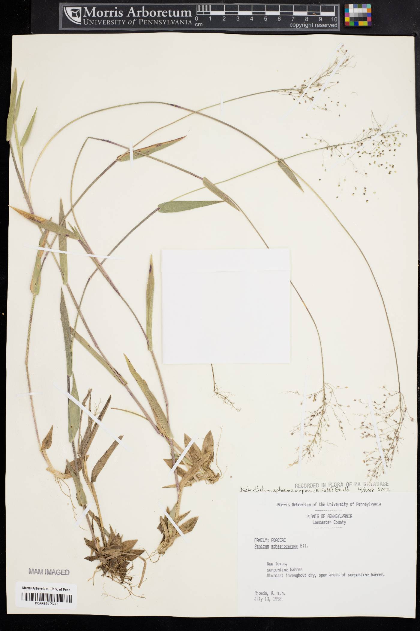 Dichanthelium sphaerocarpon image