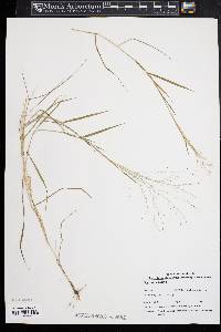 Digitaria cognata image