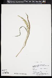 Echinochloa walteri image