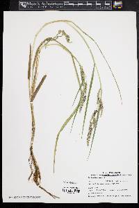 Echinochloa walteri image