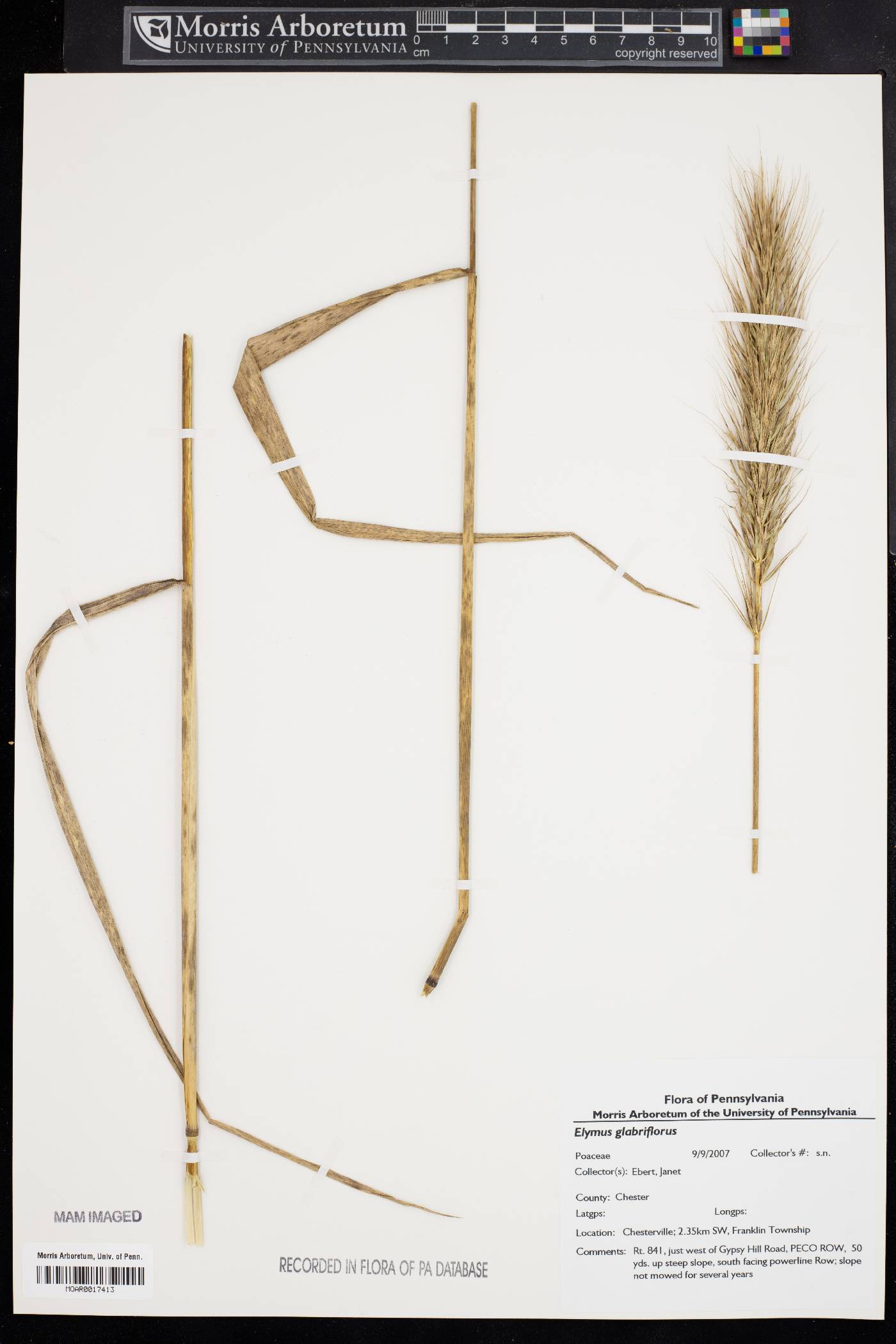 Elymus glabriflorus image