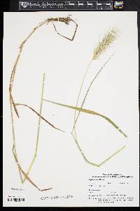 Elymus glabriflorus image