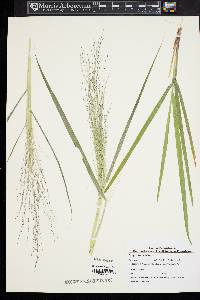 Eragrostis capillaris image