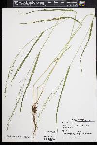 Festuca obtusa image