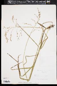 Glyceria canadensis image