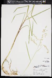 Glyceria canadensis image