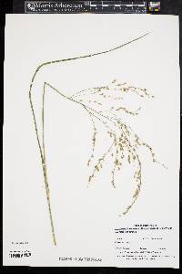 Glyceria canadensis image