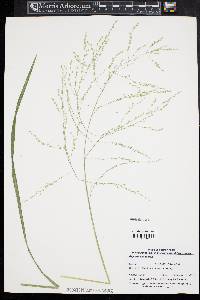 Glyceria canadensis image