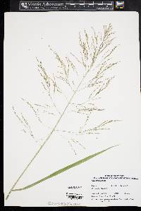 Glyceria grandis image