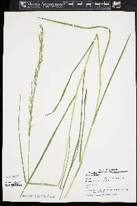 Glyceria melicaria image