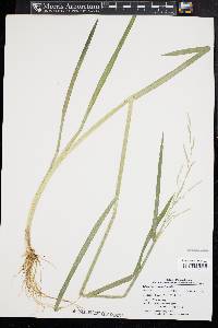 Glyceria septentrionalis image