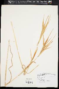 Andropogon gyrans image