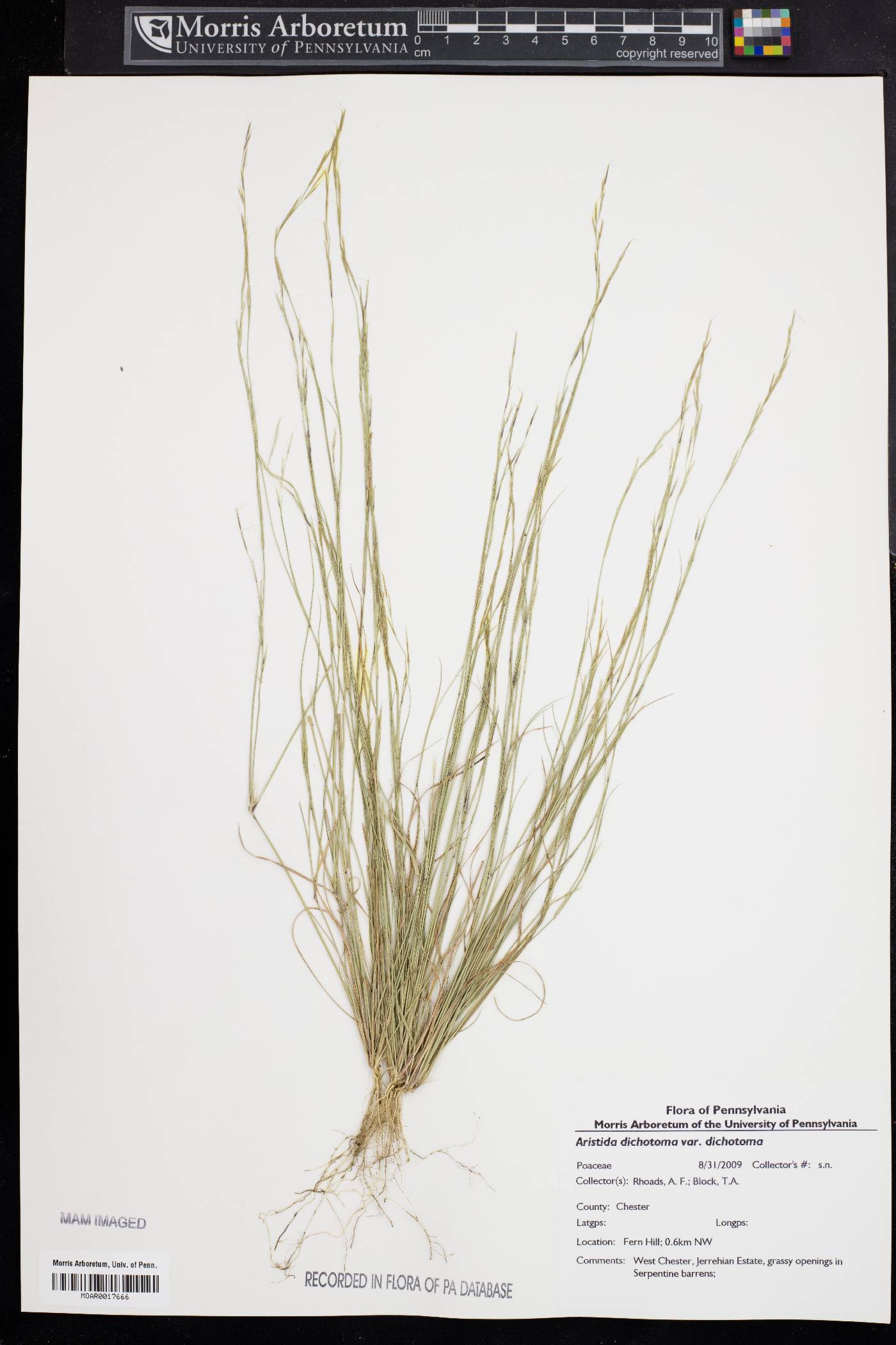 Aristida dichotoma var. dichotoma image