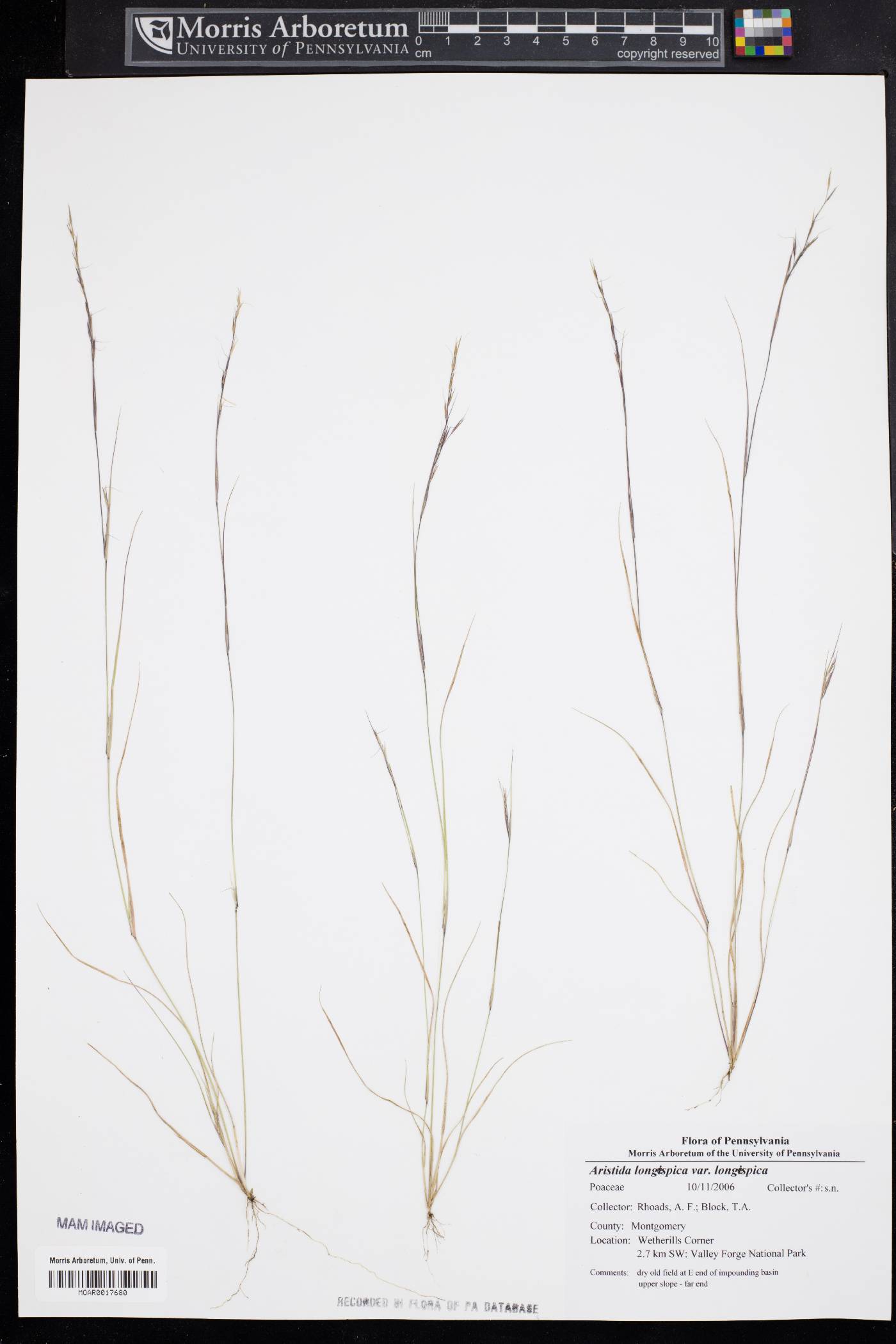 Aristida longespica var. longespica image