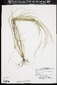 Aristida oligantha image