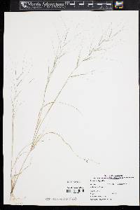 Aristida oligantha image