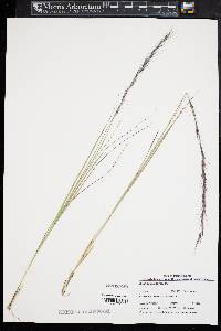 Aristida purpurascens image