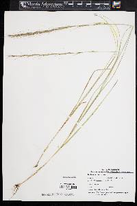 Aristida purpurascens image