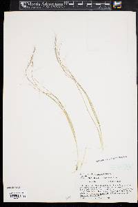 Aristida purpurascens image