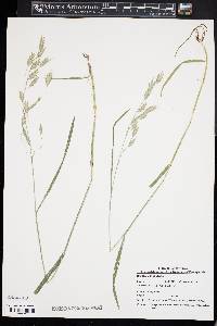 Bromus commutatus image