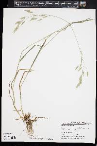 Bromus commutatus image