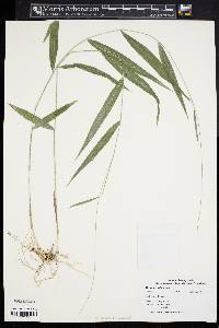 Bromus pubescens image