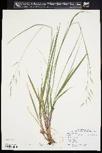 Bromus pubescens image