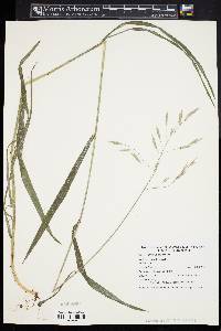 Bromus pubescens image