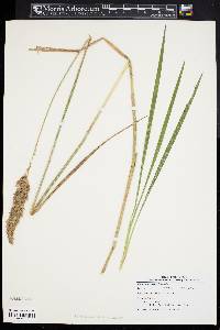 Calamagrostis cinnoides image