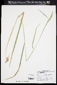 Calamagrostis cinnoides image