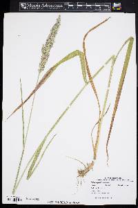 Calamagrostis cinnoides image