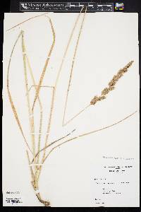 Calamagrostis cinnoides image