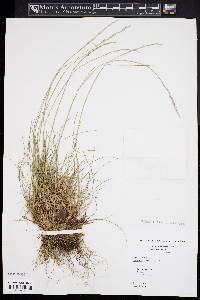 Deschampsia flexuosa image