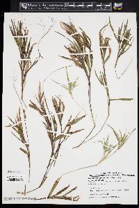 Dichanthelium commonsianum image