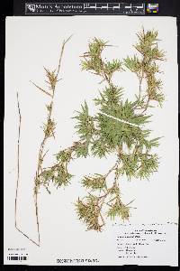 Dichanthelium acuminatum subsp. longiligulatum image