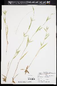 Dichanthelium acuminatum subsp. longiligulatum image