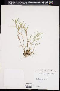 Dichanthelium acuminatum subsp. columbianum image