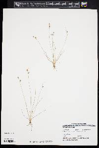 Fimbristylis annua image