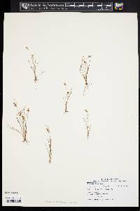 Fimbristylis annua image