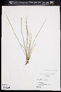 Schoenoplectiella smithii image