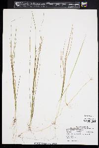 Schoenoplectus subterminalis image