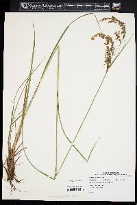 Scirpus atrocinctus image