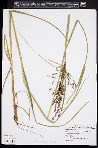 Scirpus atrocinctus image