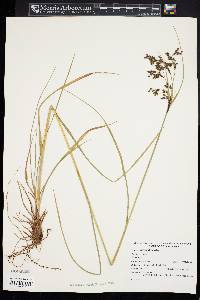 Scirpus atrocinctus image