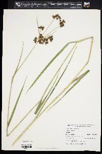 Scirpus georgianus image